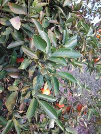            Sun leaves (Winter Haven, FL)   