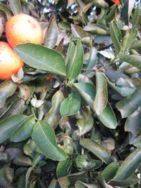            Sun leaves (Winter Haven, FL)   