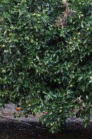            Habit (Riverside, CA)   