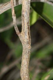              Second - third year twig (Riverside, CA)       