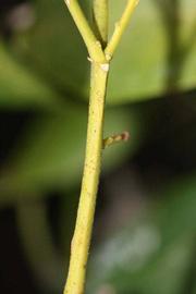            First year twig (Riverside, CA)   