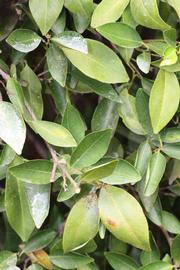              Sun leaves (Riverside, CA)       