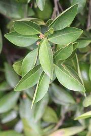              Sun leaves (Riverside, CA)       