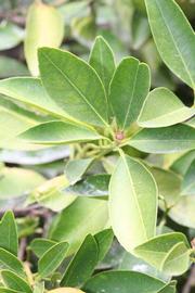              Sun leaves (Riverside, CA)       