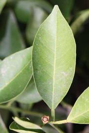              Unifoliolate leaf (Riverside, CA)       