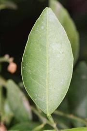              Unifoliolate leaf (Riverside, CA)       