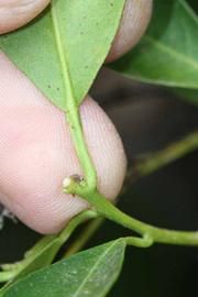              Petiole (Riverside, CA)       