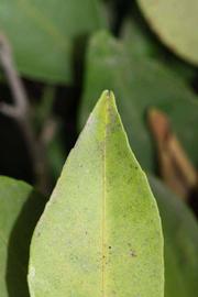              Margin (Riverside, CA)       