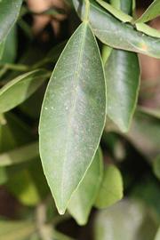              Unifoliolate leaf (Riverside, CA)       