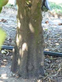            Back (Winter Haven, FL)      