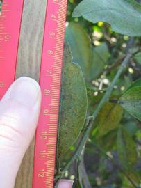              Unifoliolate leaf (Winter Haven, FL)       