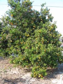              Habit (Winter Haven, FL)       