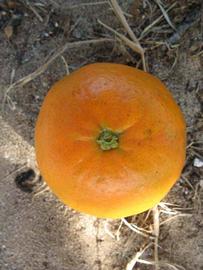            Fruit (Winter Haven, FL)   