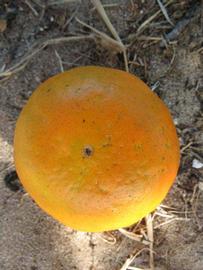            Fruit (Winter Haven, FL)   