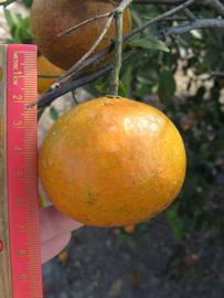            Fruit (Winter Haven, FL)   