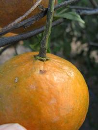            Fruit (Winter Haven, FL)   