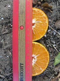            Fruit cross-section (Winter Haven, FL)   