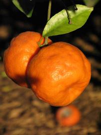            Fruit (Riverside, CA)   