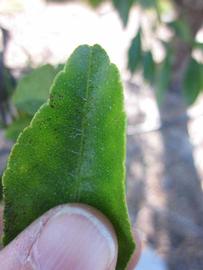              Margin (Winter Haven, FL)       