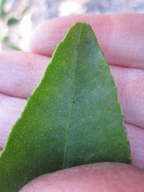              Margin (Winter Haven, FL)       