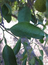              Unifoliolate leaf (Winter Haven, FL)       