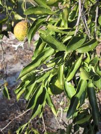            Sun leaves (Winter Haven, FL)   