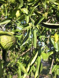            Sun leaves (Winter Haven, FL)   