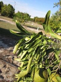            Sun leaves (Winter Haven, FL)   