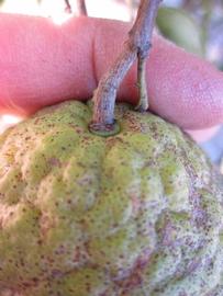            Fruit (Winter Haven, FL)   