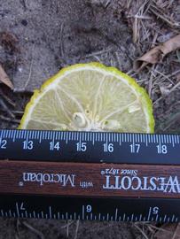            Fruit cross-section (Winter Haven, FL)   