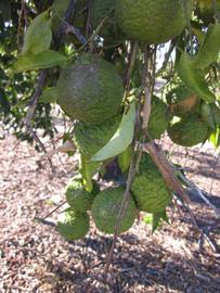            Fruit (Winter Haven, FL)   