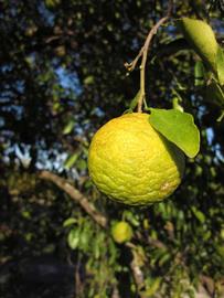            Fruit (Winter Haven, FL)   