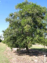              Habit (Winter Haven, FL)       