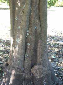              Bark (Winter Haven, FL)       