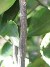              Second - third year twig (Winter Haven,   FL)       