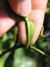              Petiole (Winter Haven, FL)       