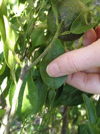              Unifoliolate leaf (Winter Haven, FL)       