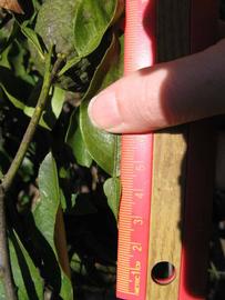              Unifoliolate leaf (Winter Haven, FL)       