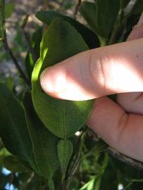              Unifoliolate leaf (Winter Haven, FL)       