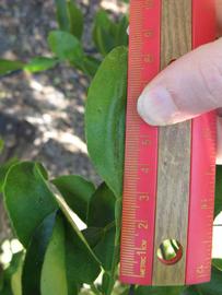              Unifoliolate leaf (Winter Haven, FL)       