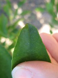              Margin (Winter Haven, FL)       