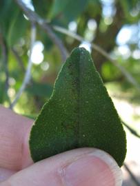              Margin (Winter Haven, FL)       