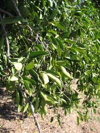           Sun leaves (Winter Haven, FL)   