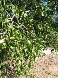            Sun leaves (Winter Haven, FL)   