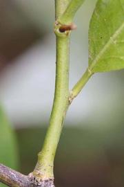            First year twig (Riverside, CA)   