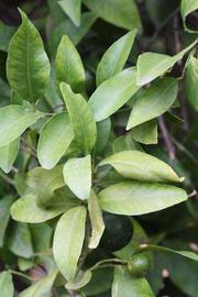              Sun leaves (Riverside, CA)       