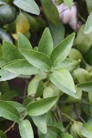              Sun leaves (Riverside, CA)       