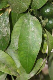              Unifoliolate leaf (Riverside, CA)       