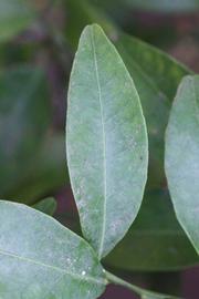              Unifoliolate leaf (Riverside, CA)       