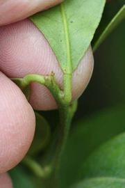              Petiole (Riverside, CA)       